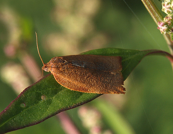 Farfallina rossiccia da identificare